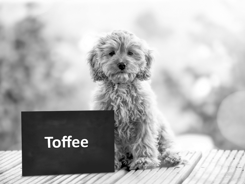 Toffee - Feelgood Managerin